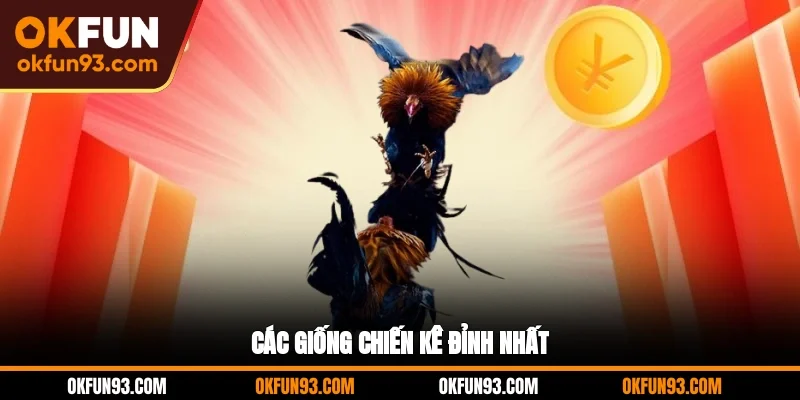 Các giống chiến kê đỉnh nhất