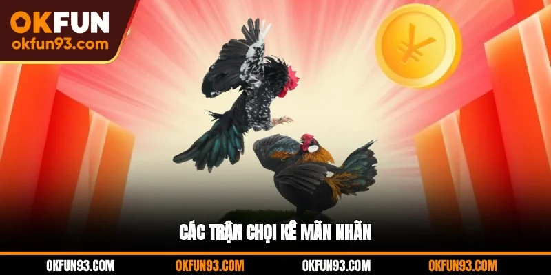 Các trận chọi kê mãn nhãn