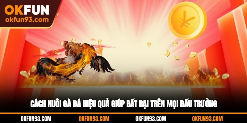 Cách Nuôi Gà Đá Hiệu Quả Giúp Bất Bại Trên Mọi Đấu Trường