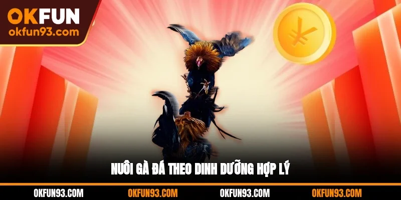 Nuôi gà đá theo dinh dưỡng hợp lý